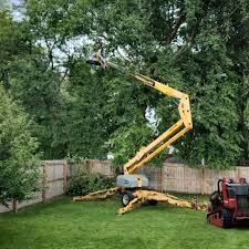 Best Palm Tree Trimming  in Coyne Center, IL